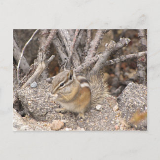 Colorado Rocky Mountain Chipmunk Briefkaart