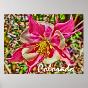 Colorado roze columbine poster