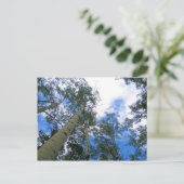 Colorado Sky Thru la carte postale Aspens (Debout devant)