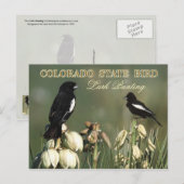Colorado State Bird - Lark Bunting Briefkaart (Voorkant / Achterkant)