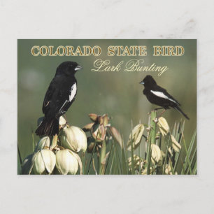 Colorado State Bird - Lark Bunting Briefkaart