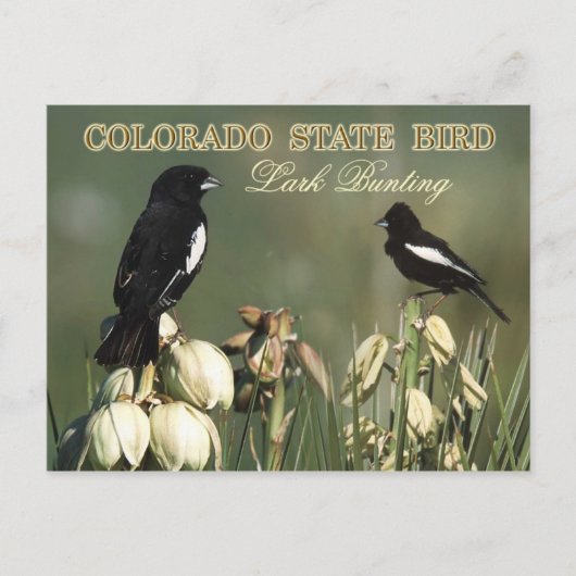 Colorado State Bird - Lark Bunting Briefkaart (Voorkant)
