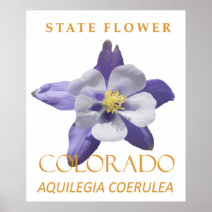 Colorado Territory Bloem Blauwe Aquilegia coerulea Poster