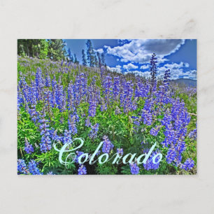 colorado wildflower briefkaart