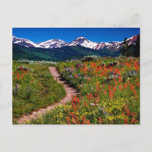 Colorado Wildflower Meadow Briefkaart (Voorkant)