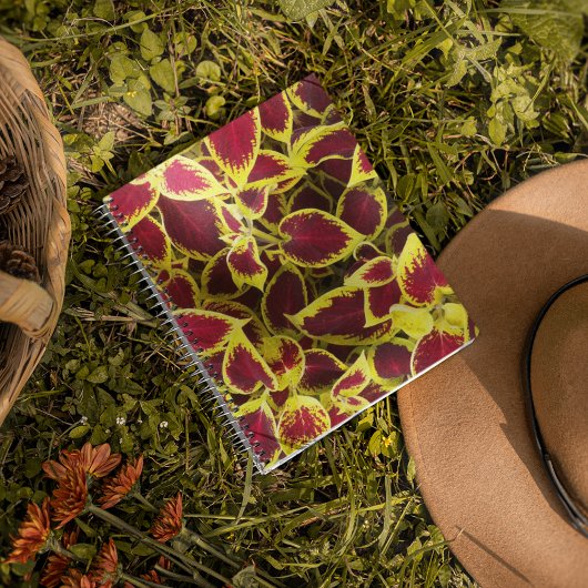 Coloré Coleus Plante Feuille Carnet Floral