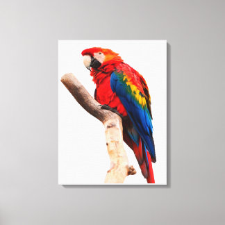 Colored Parrot Canvas Afdruk