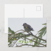 Colorée Goldfinch Hello carte postale (Devant / Derrière)