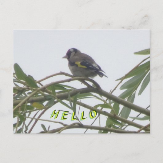 Colorée Goldfinch Hello carte postale (Devant)