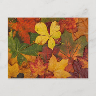 Colorful Autumn Leaves Briefkaart