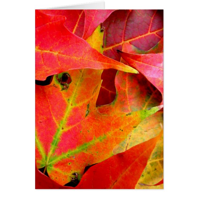 Colorful Autumn Leaves Close-up (Voorkant)