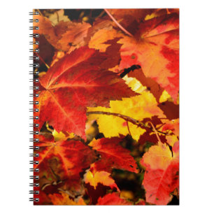 Colorful Autumn Leaves, goudrood oranje esdoorblad Notitieboek