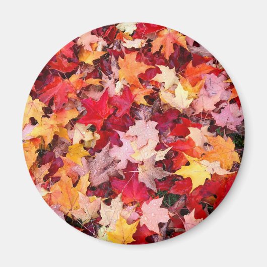 Colorful Autumn Leaves Magneet (Voorkant)