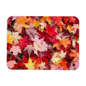 Colorful Autumn Leaves Magneet (Horizontaal)