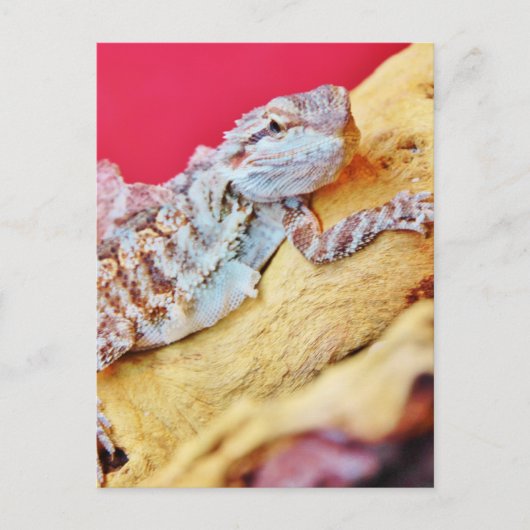 Colorful Bearded Dragon Briefkaart (Voorkant)