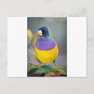Colorful Bird Briefkaart