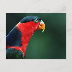 Colorful Bird Briefkaart