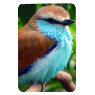 Colorful Bird Magneet