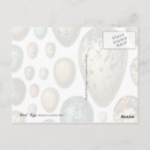 Colorful Birds Eggs Briefkaart (Achterkant)
