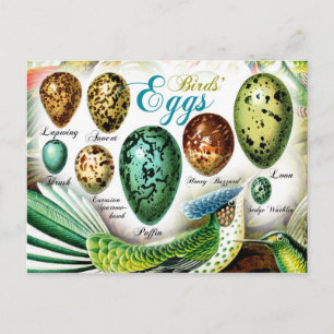 Colorful Birds Eggs Briefkaart
