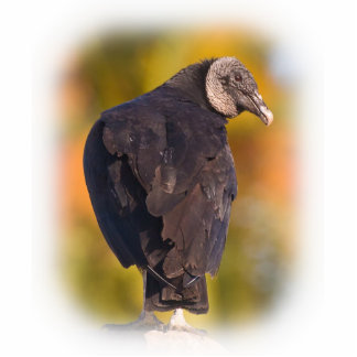 Colorful Black Vulture Staand Fotobeeldje