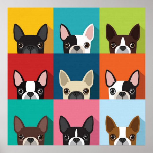 Colorful Boston Terriers Poster (Voorkant)