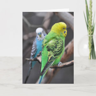Colorful Budgies! - Frameable Art Card Kaart