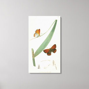 Colorful Butterflies die rond een leder stroomt Canvas Afdruk