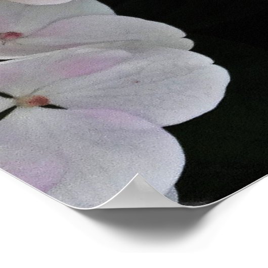 Colorful Center White Lacecap Hydrangea Poster (Coin)