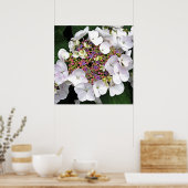 Colorful Center White Lacecap Hydrangea Poster (Cuisine)