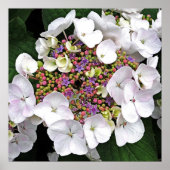 Colorful Center White Lacecap Hydrangea Poster (Devant)