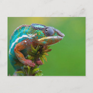 Colorful Chameleon Briefkaart