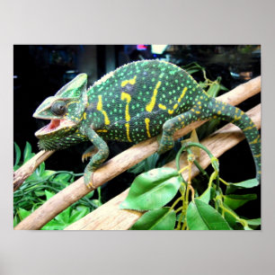 Colorful Chameleon Poster