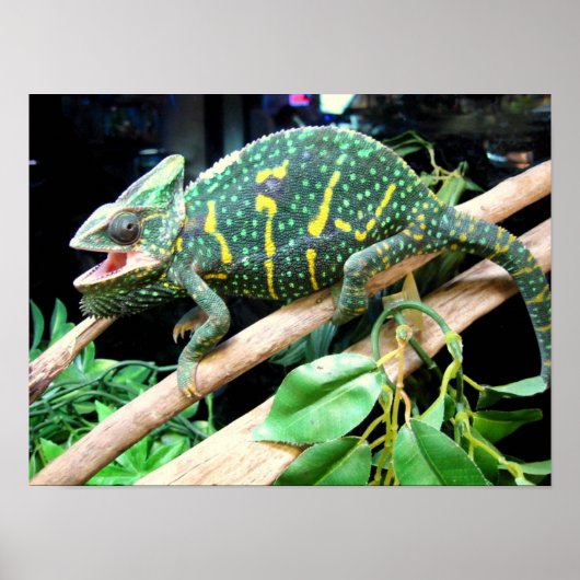 Colorful Chameleon Poster (Voorkant)