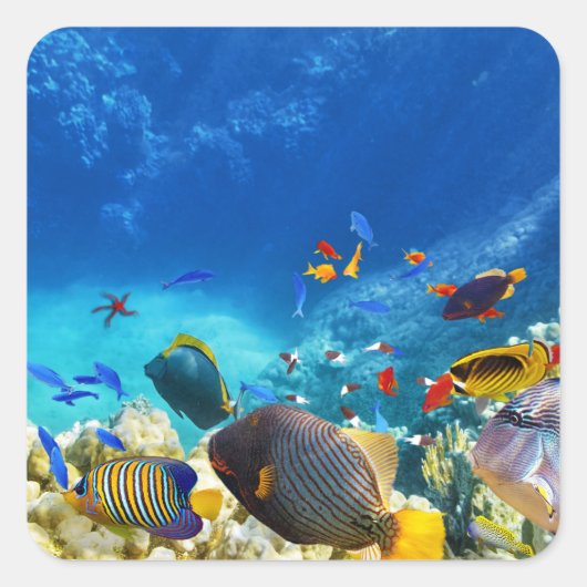 Colorful Clownfish Vierkante Sticker (Voorkant)