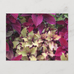 Colorful Coleus Briefkaart