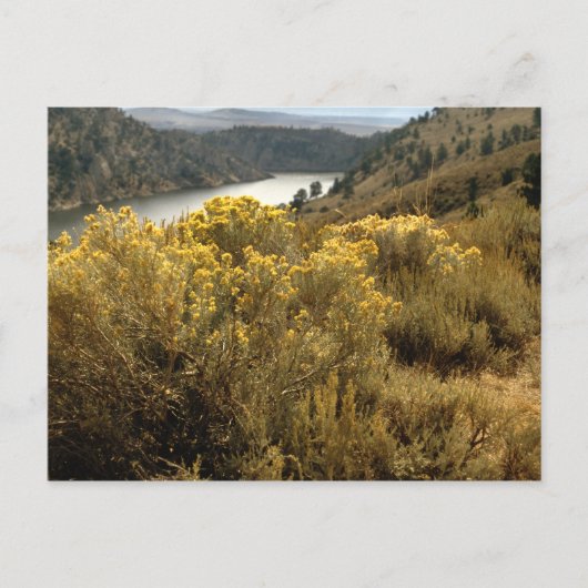 Colorful Colorado Canyon Brush Briefkaarten (Voorkant)