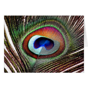 Colorful Copper Peacock Feather