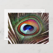 Colorful Copper Peacock Feather Briefkaart (Voorkant / Achterkant)