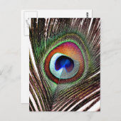 Colorful Copper Peacock Feather Briefkaart (Voorkant / Achterkant)