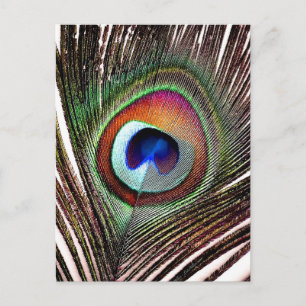 Colorful Copper Peacock Feather Briefkaart