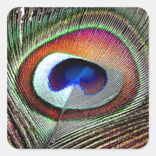 Colorful Copper Peacock Feather Vierkante Sticker