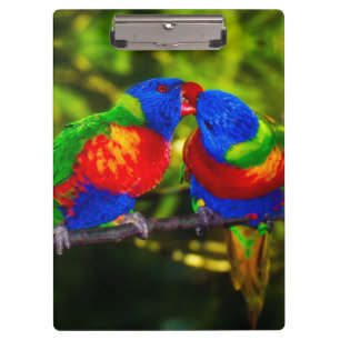 Colorful Couple of Kissende Parrots Klembord