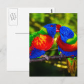 Colorful Couple of Parrots Briefkaart (Voorkant / Achterkant)