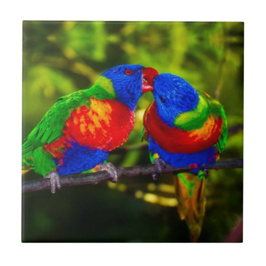 Colorful Couple of Parrots Tegeltje (Voorkant)