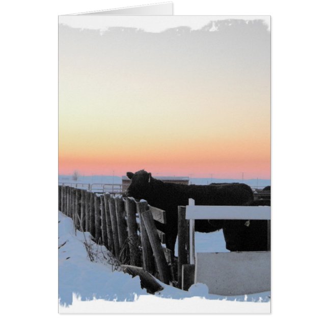 Colorful Cow (Voorkant)