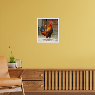 Colorful Crowing Rooster door Barn-Poster Poster