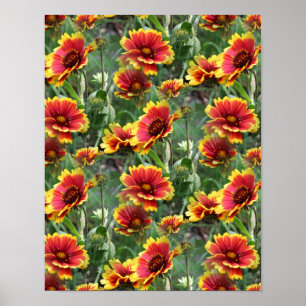 Colorful Daisy Flowers Natuur Patroon Poster