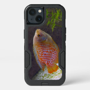 Colorful Dwarf Gourami Fish