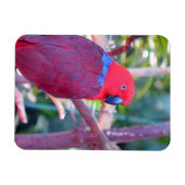 Colorful eclectus parrot magnet magneet (Horizontaal)